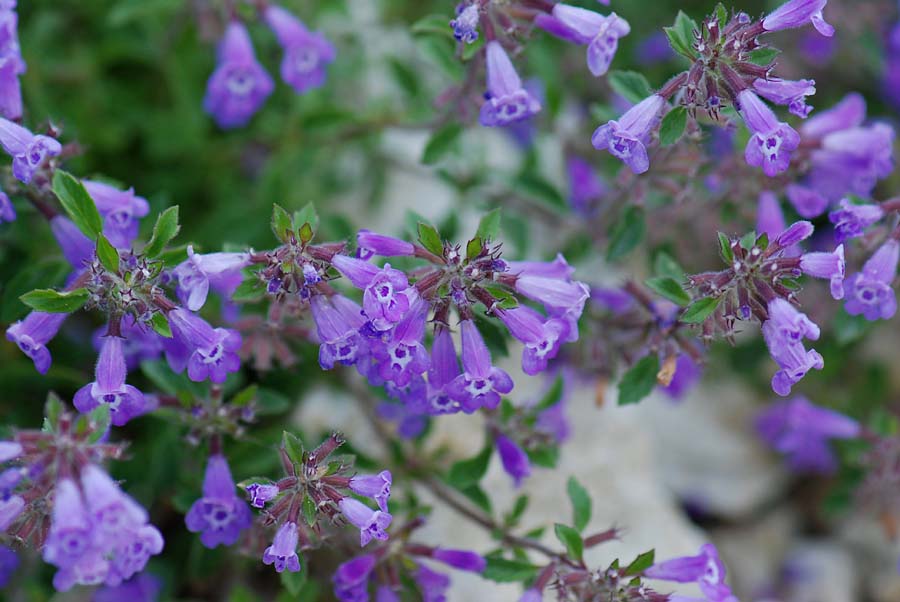 Ziziphora granatensis (=Acinos alpinus) / Acino alpino